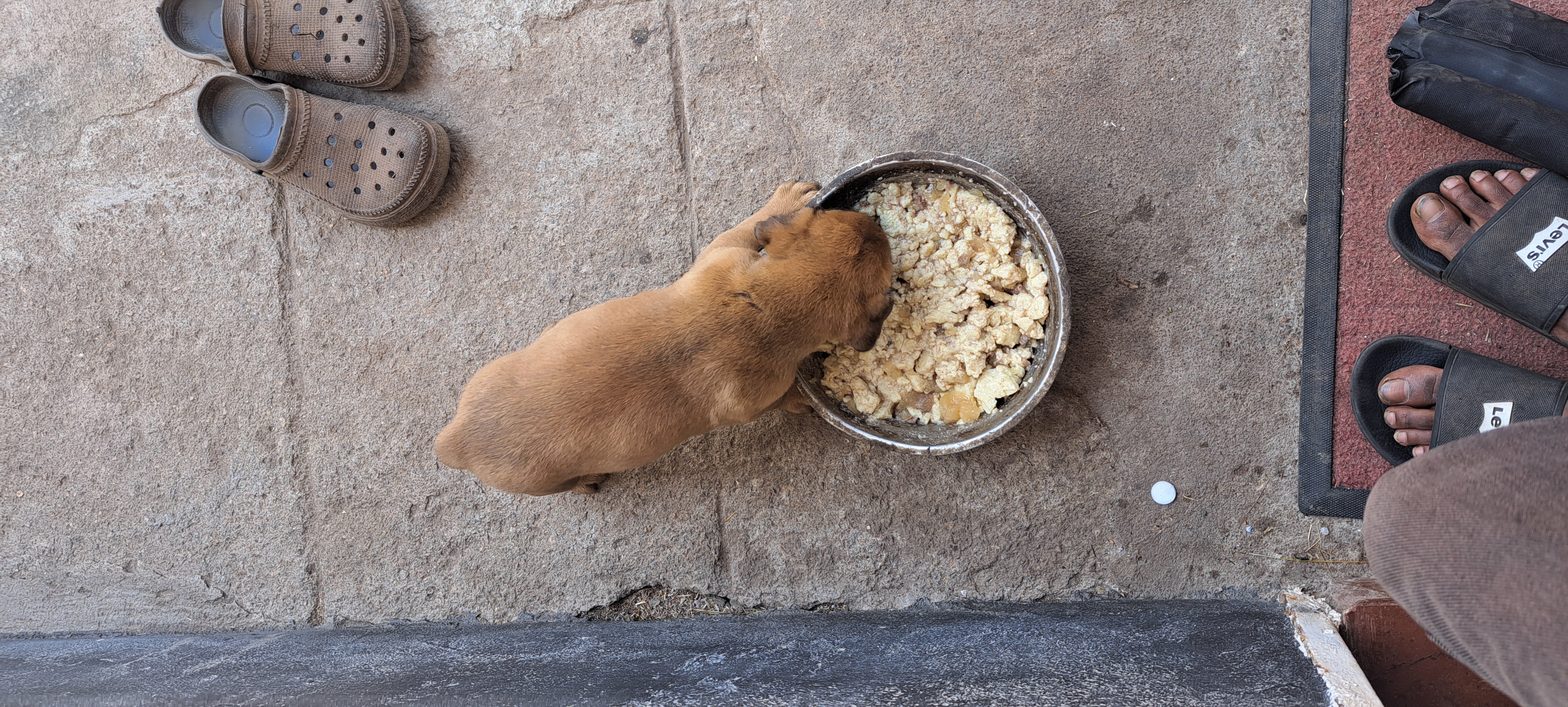 Boerboel x Labrador Puppy, photo 1 of 3